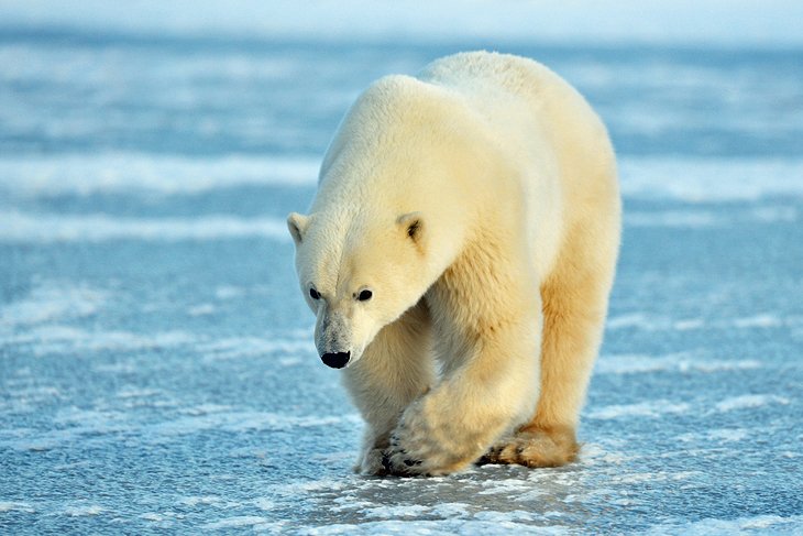 canada-churchill-polar-bears