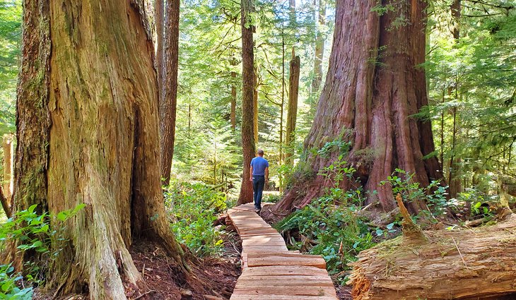 canada-tourist-attractions-vancouver-island-old-growth-forest-eden-grove