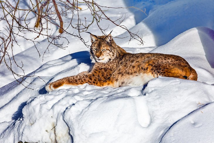 finland-top-rated-attractions-places-to-visit-ranua-wildlife-park-lynx